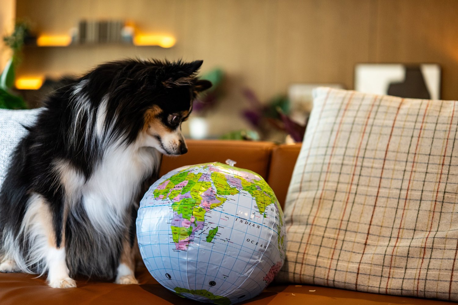 A black, white, and tan dog looking at a deflated globe on a couch with beige and plaid pillows in a cozy living room.